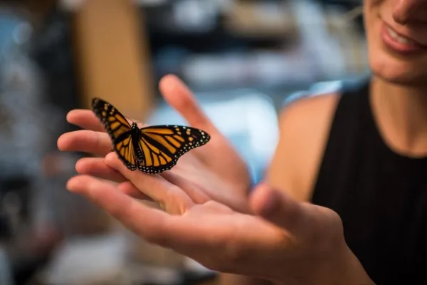 Aumento dei livelli di CO2 minaccia le farfalle monarca