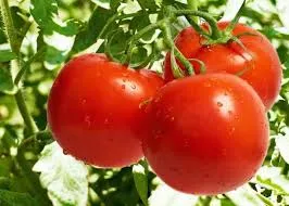 Elogio dei pomodori, straordinari contro i tumori