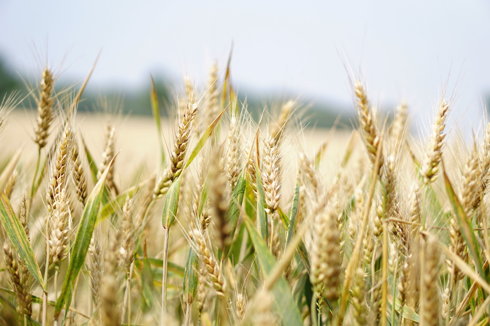La Regione Lazio ha pubblicato il bando per richiedere i contributi destinati agli agricoltori con coltivazioni biologiche. Tutte le informazioni.