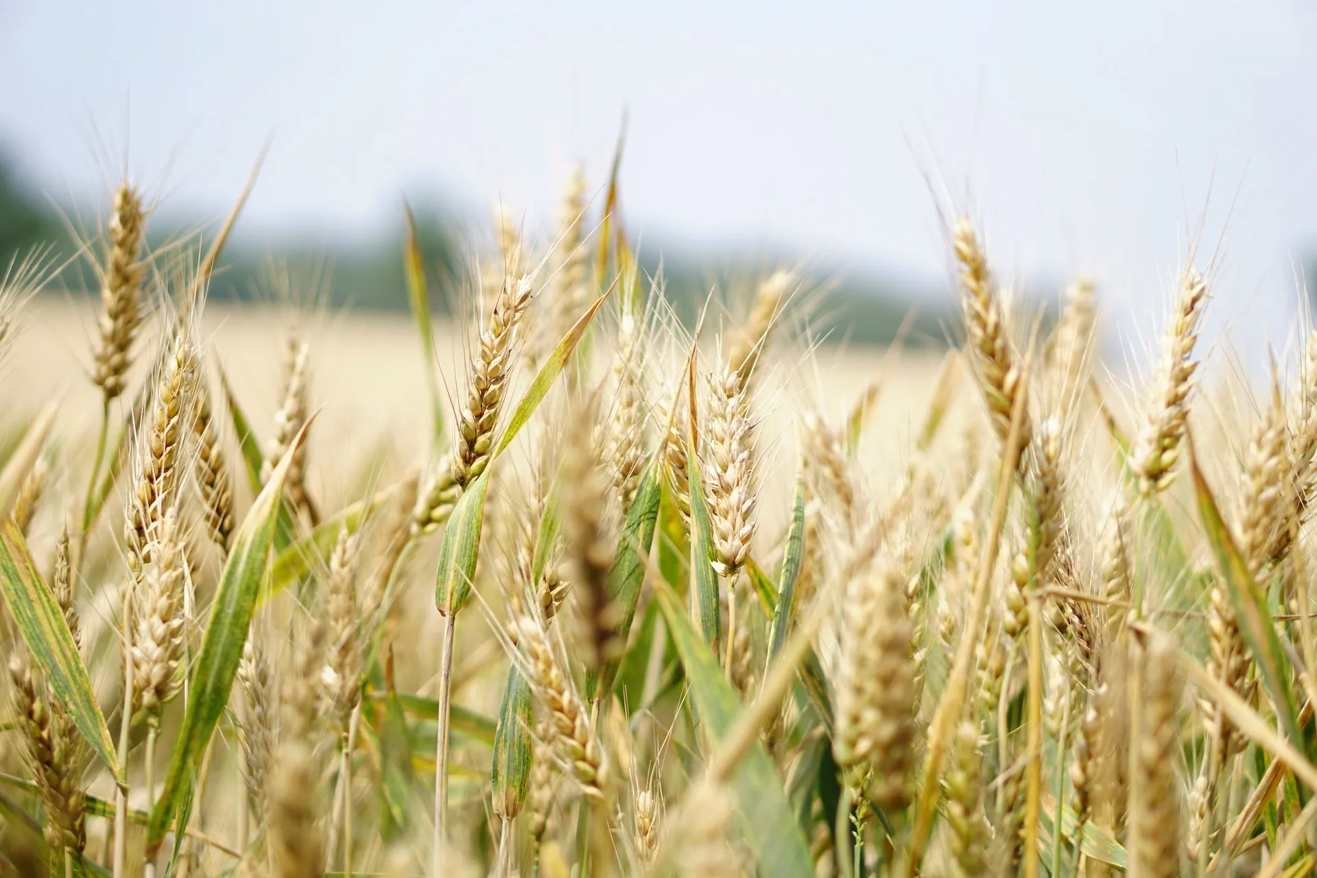 Lazio: aperto il bando per richiedere contributi per l’agricoltura biologica