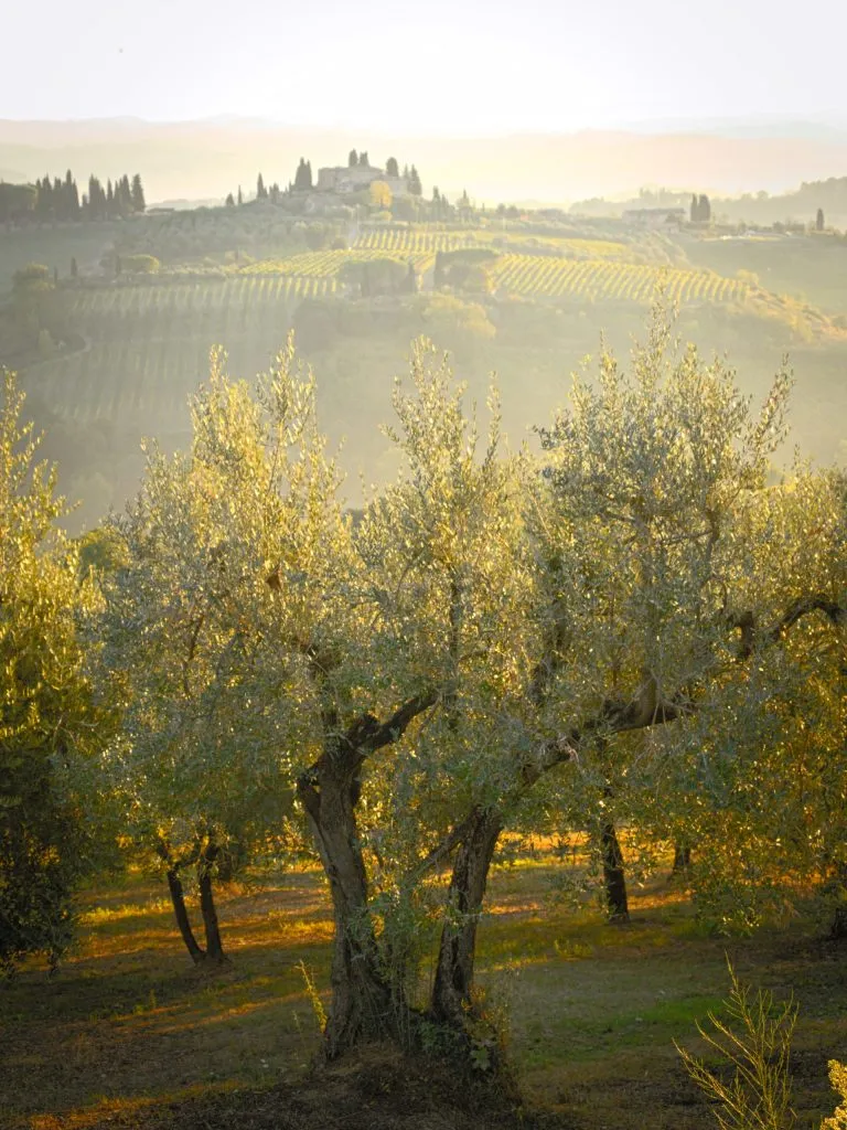 Olio d’oliva di Capaci donato alle Diocesi in ricordo di Falcone e Borsellino