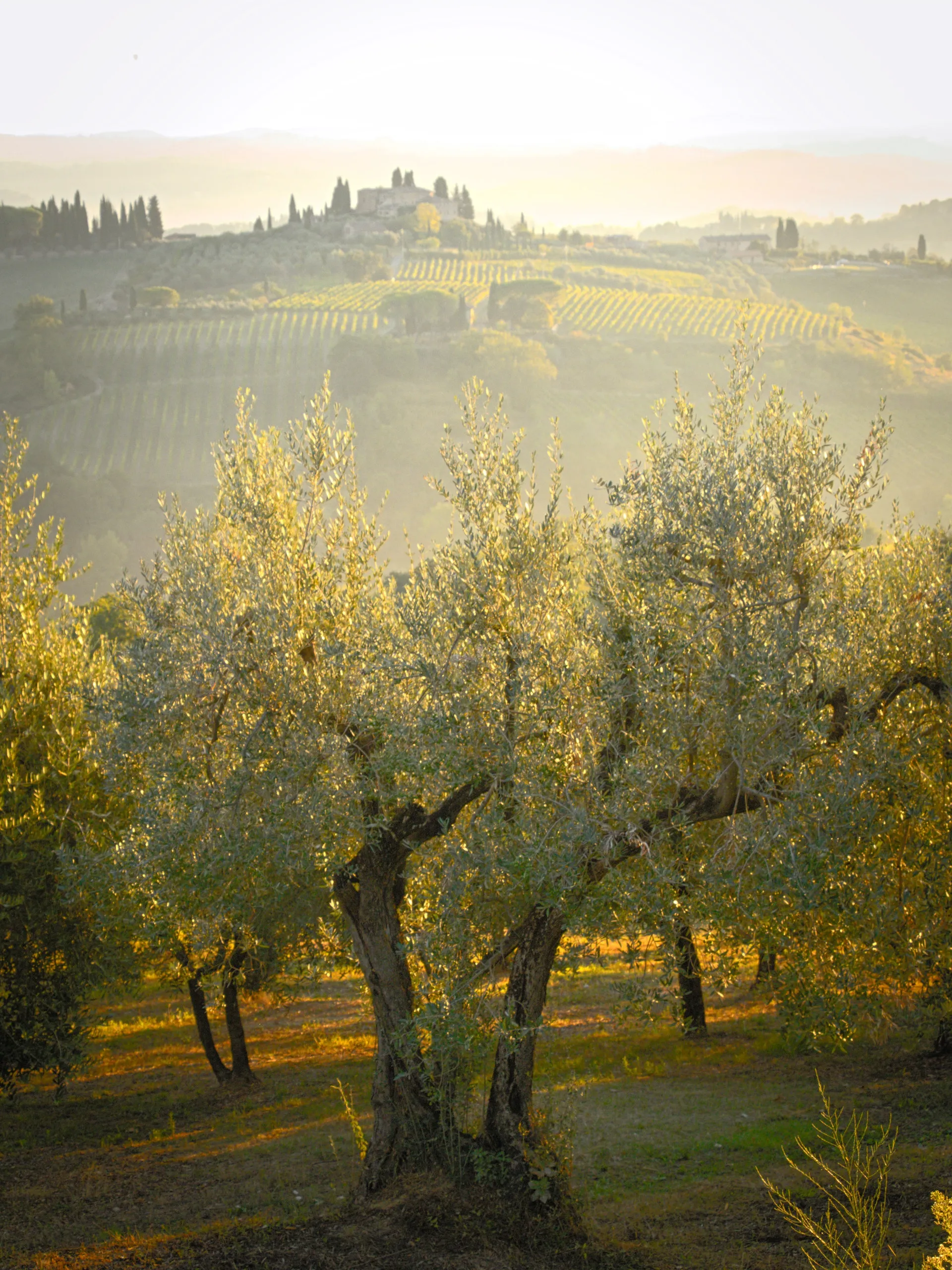 Olio d’oliva di Capaci donato alle Diocesi in ricordo di Falcone e Borsellino