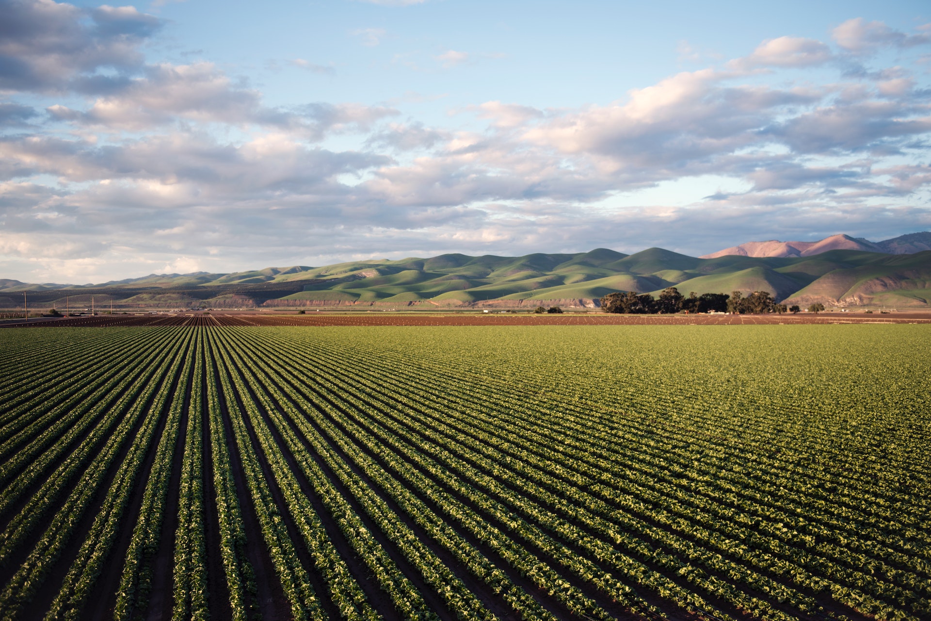 In Puglia parte il progetto che innoverà l'agrivoltaico italiano, rispettando le colture esistenti e al contempo promuovendo una svolta sostenibile.