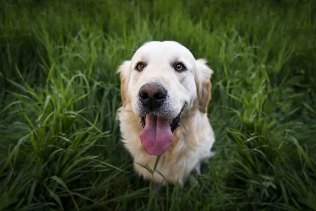 Una ricerca scopre la razza di cani più intelligente