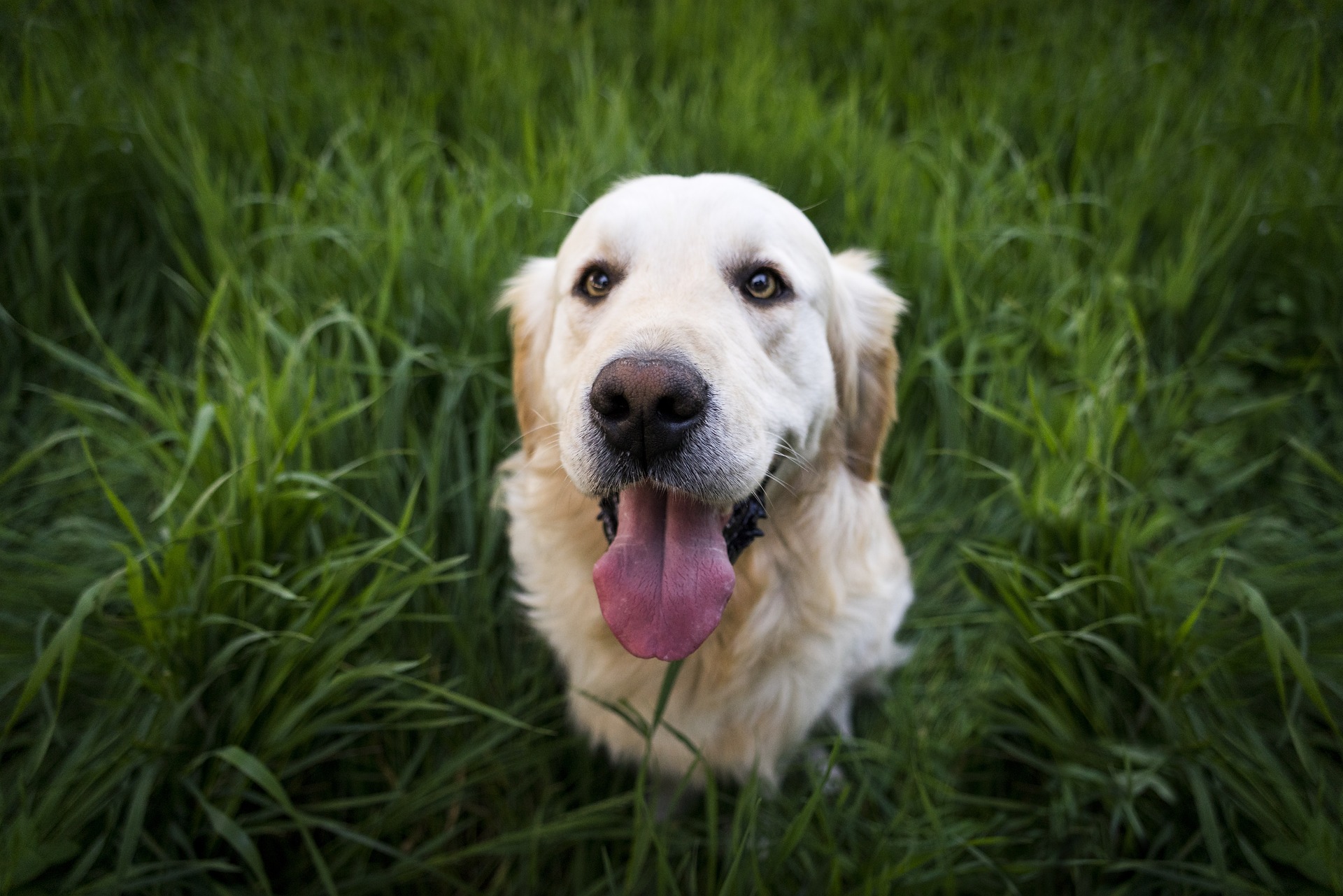 Cani: qual 'è la razza più intelligente