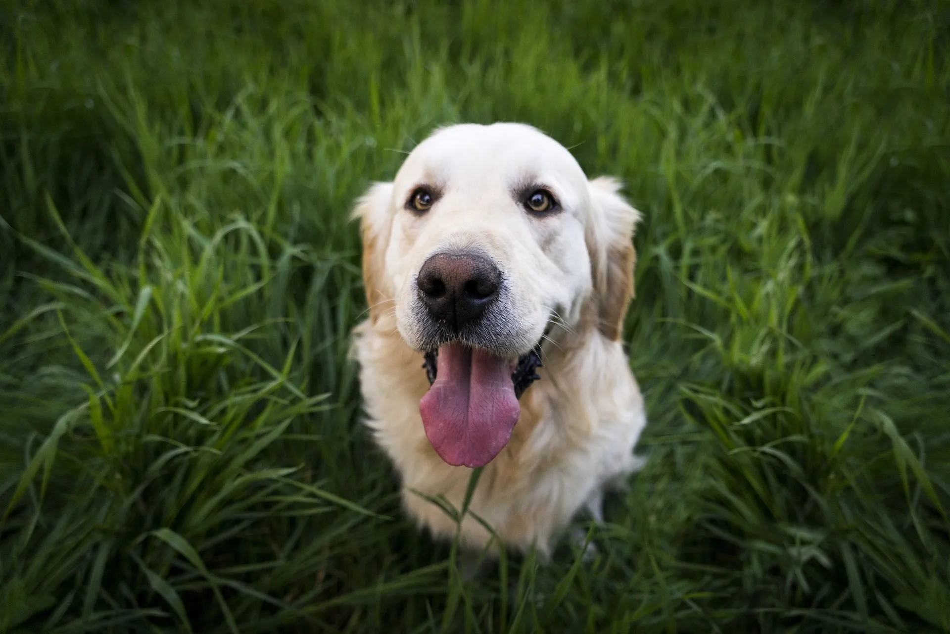 Una ricerca scopre la razza di cani più intelligente