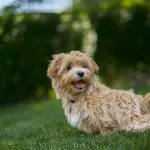 Chi è Chico Maltipoo, il cane che ha conquistato i social