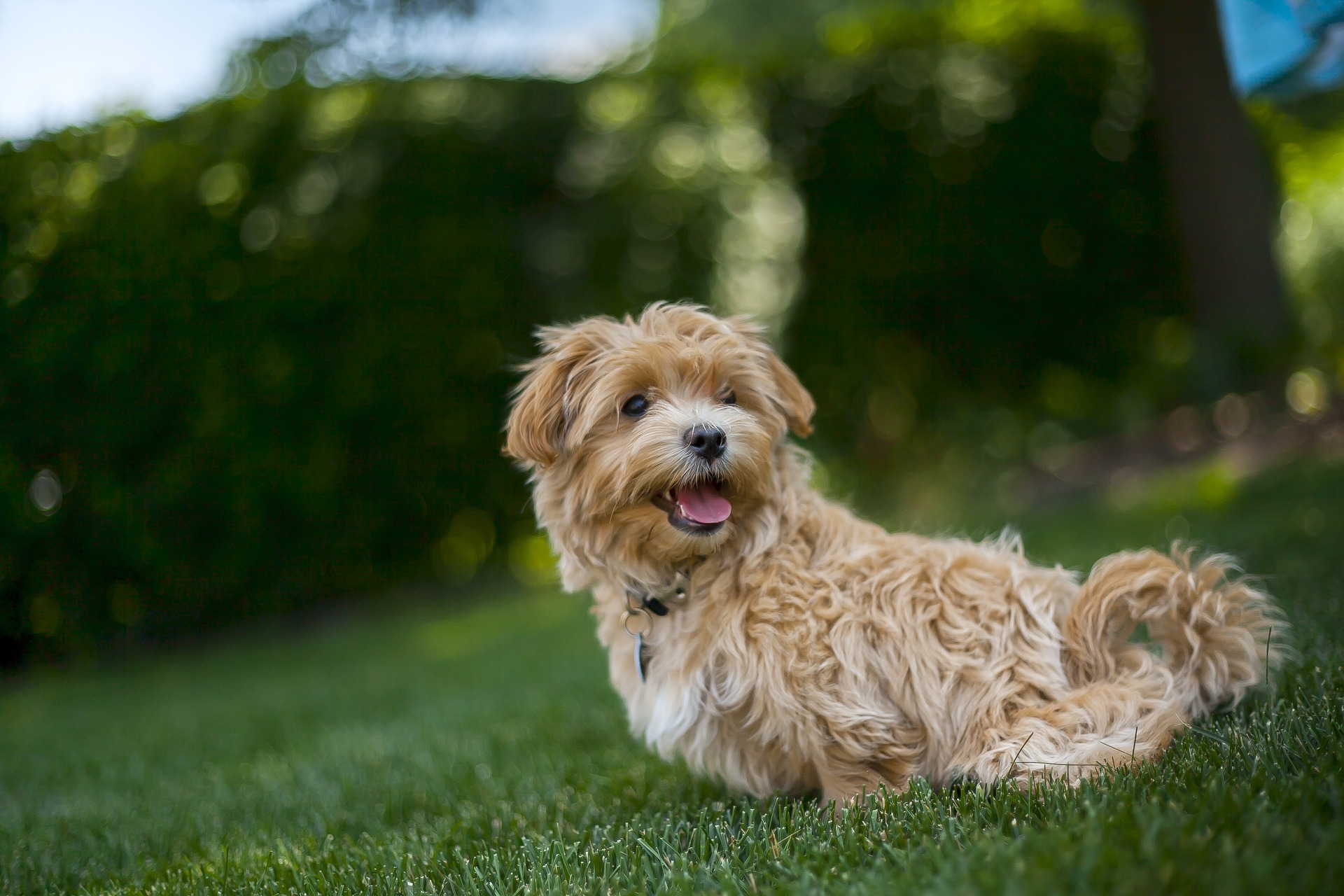 Chico Maltipoo: chi è