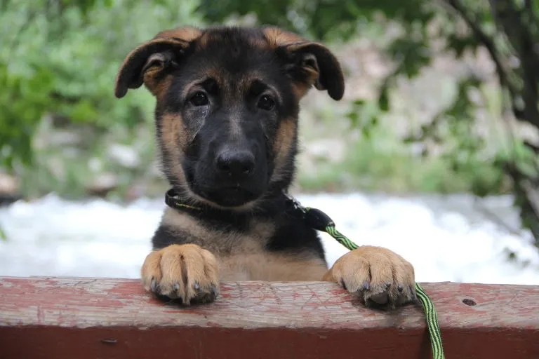 Spagna: uomo caduto in un pozzo viene salvato dal suo cane