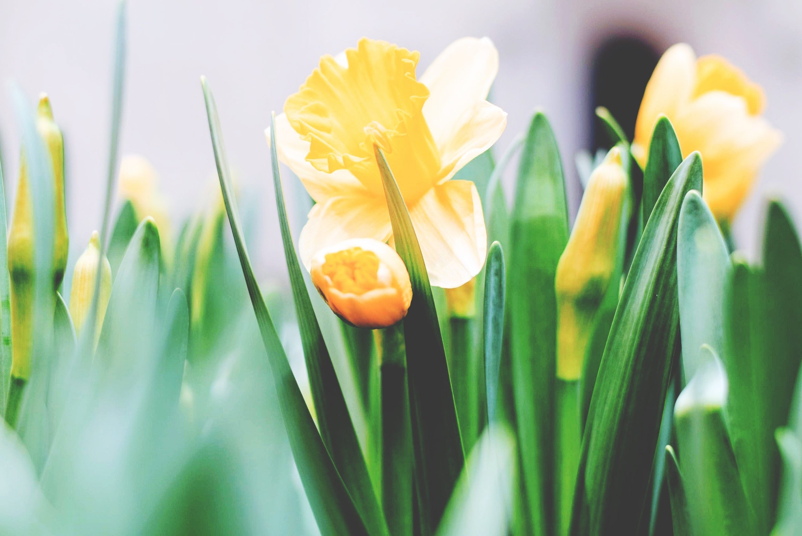 giallo tavola a Pasqua