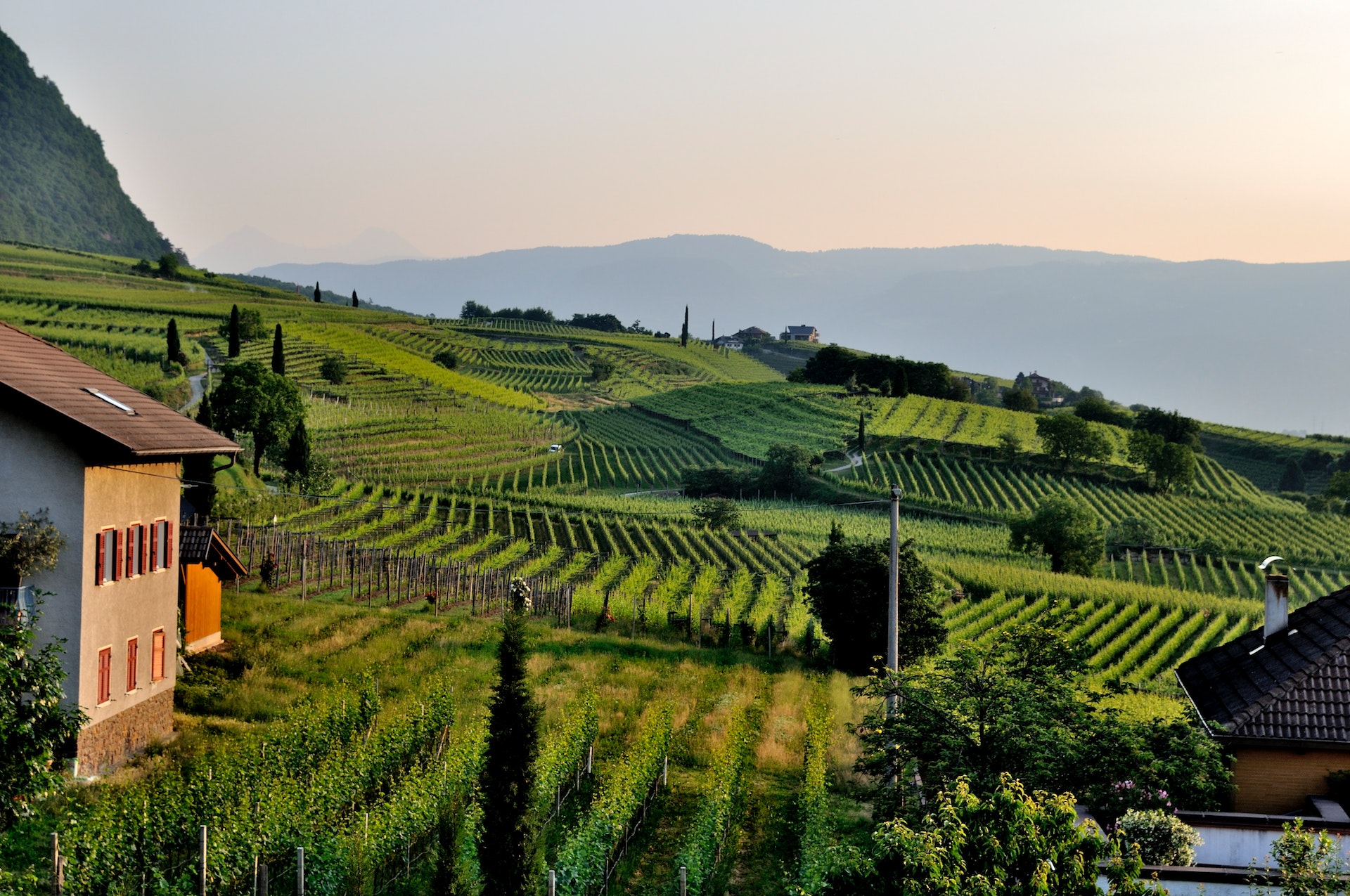 Un'imprenditrice agricola pugliese ha deciso di investire sul suo territorio per la coltivazione del sambuco: pianta dalle molte proprietà benefiche.