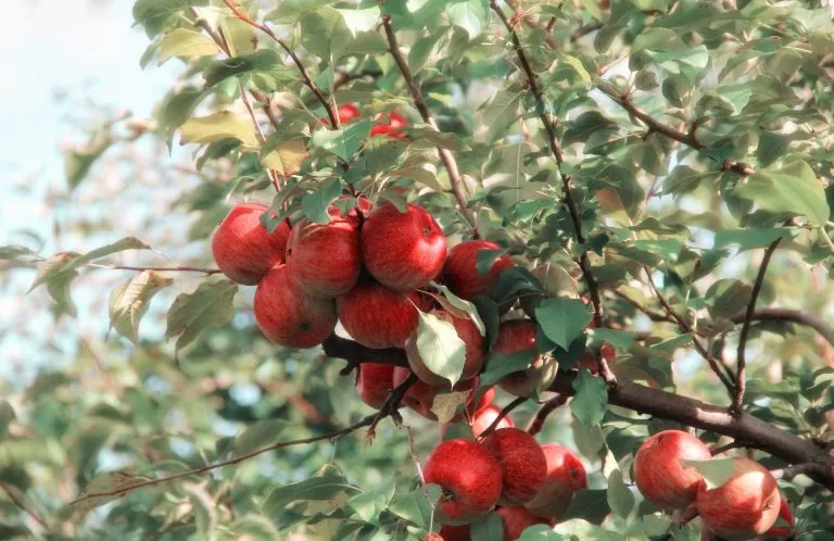 Freddo polare in Cile: danni alle coltivazioni di frutta