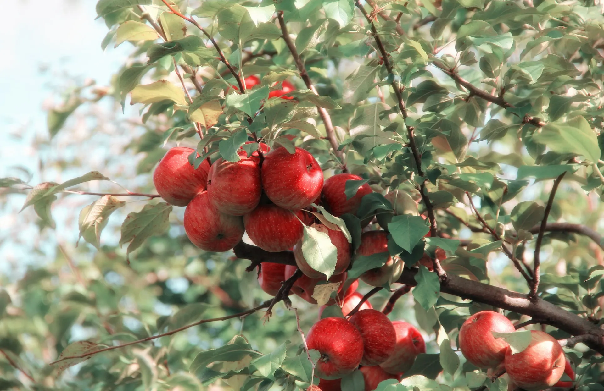Freddo polare in Cile: danni alle coltivazioni di frutta