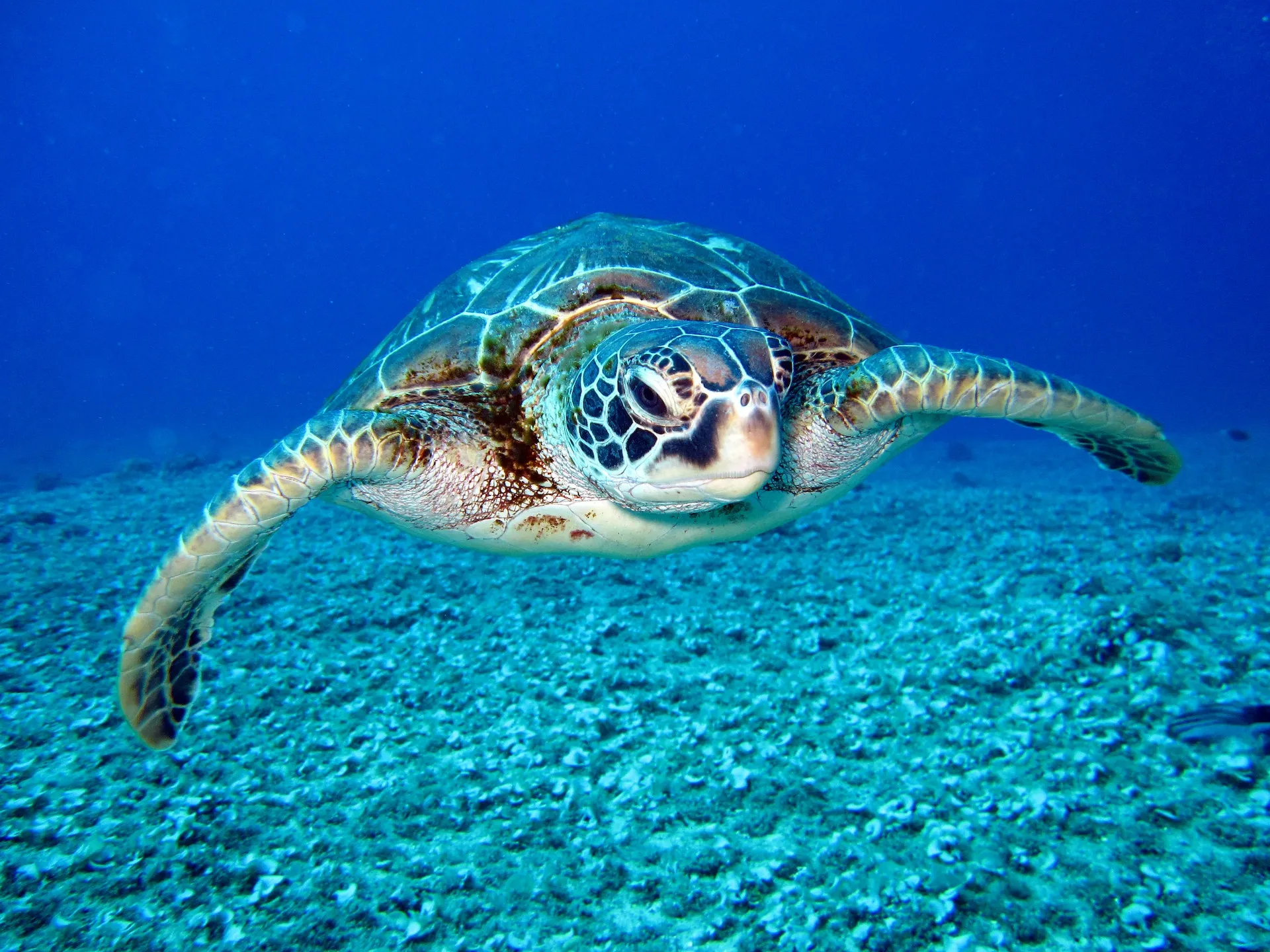 Isola d’Elba: alla ricerca delle tartarughe marine
