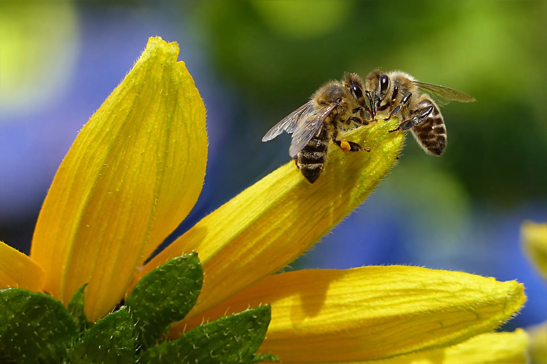 Qualità dell’aria: analisi sul polline delle api