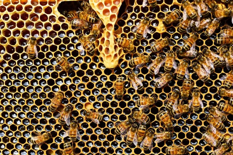 Roma: trovate oltre 50mila api nella Casa della Salute