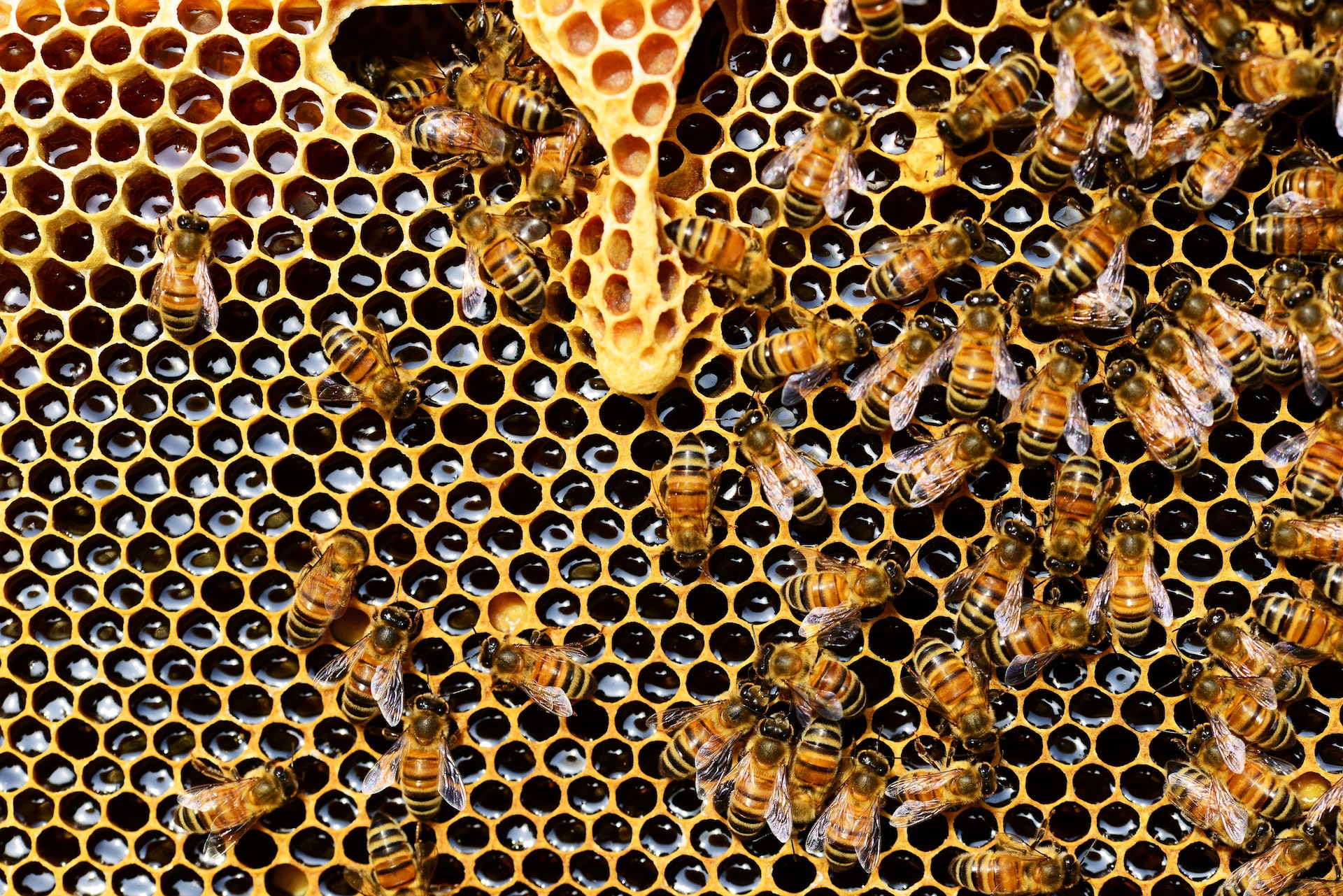 Nella Casa della Salute di Roma sono state trovate circa 50 mila api in un foro sotto l’impianto di condizionamento.