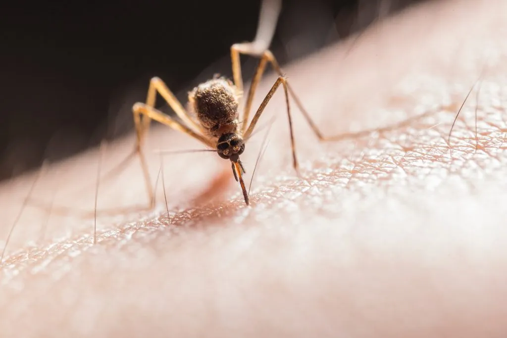 Sapone e zanzare: nuovo studio dimostra correlazione