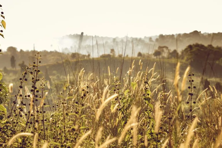 Come fare il diserbante naturale per erbacce