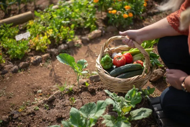 Napoli: nel parco di Ponticelli aumenta l’orto urbano