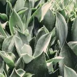 Aloe Vera: come integrarla nella skincare routine
