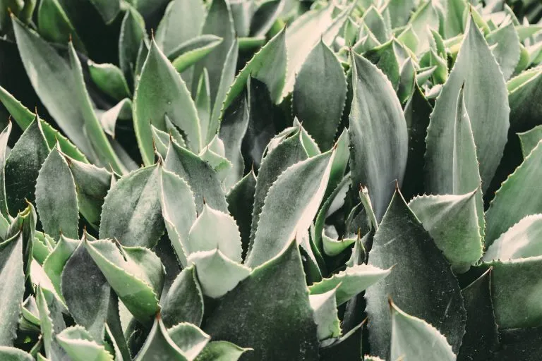Aloe Vera: come integrarla nella skincare routine