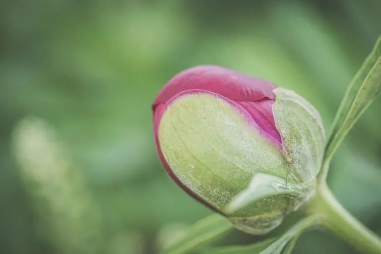 Come aiutare le rose a produrre più boccioli