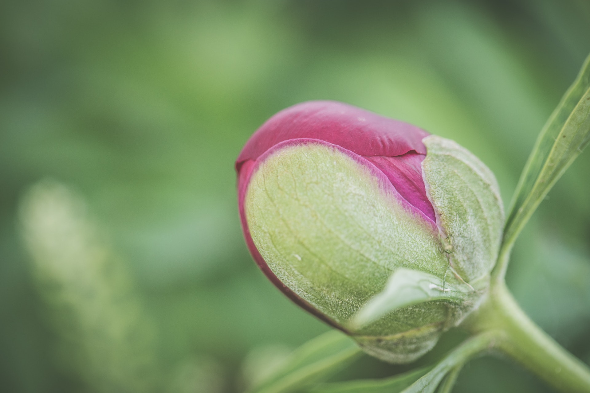 Un'esperta di Harkness Roses Nursery ha condiviso come prendersi cura delle rose in estate nel migliore dei modi.