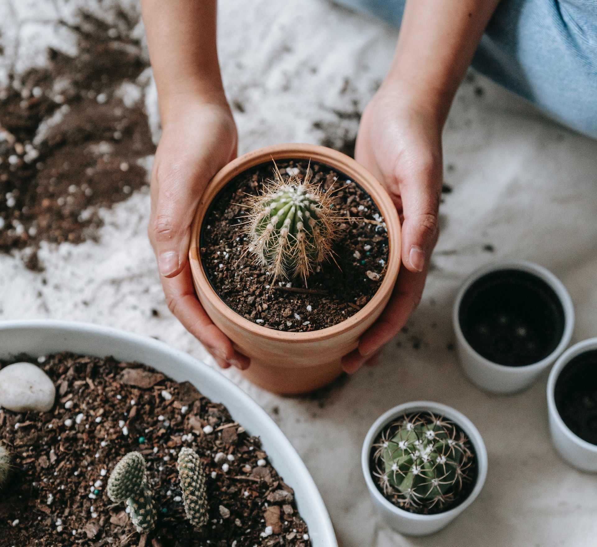 Le piante succulente sono l'ideale per chi intende decorare la propria casa donandole calore, atmosfera e tanta compagnia: come coltivarle correttamente.