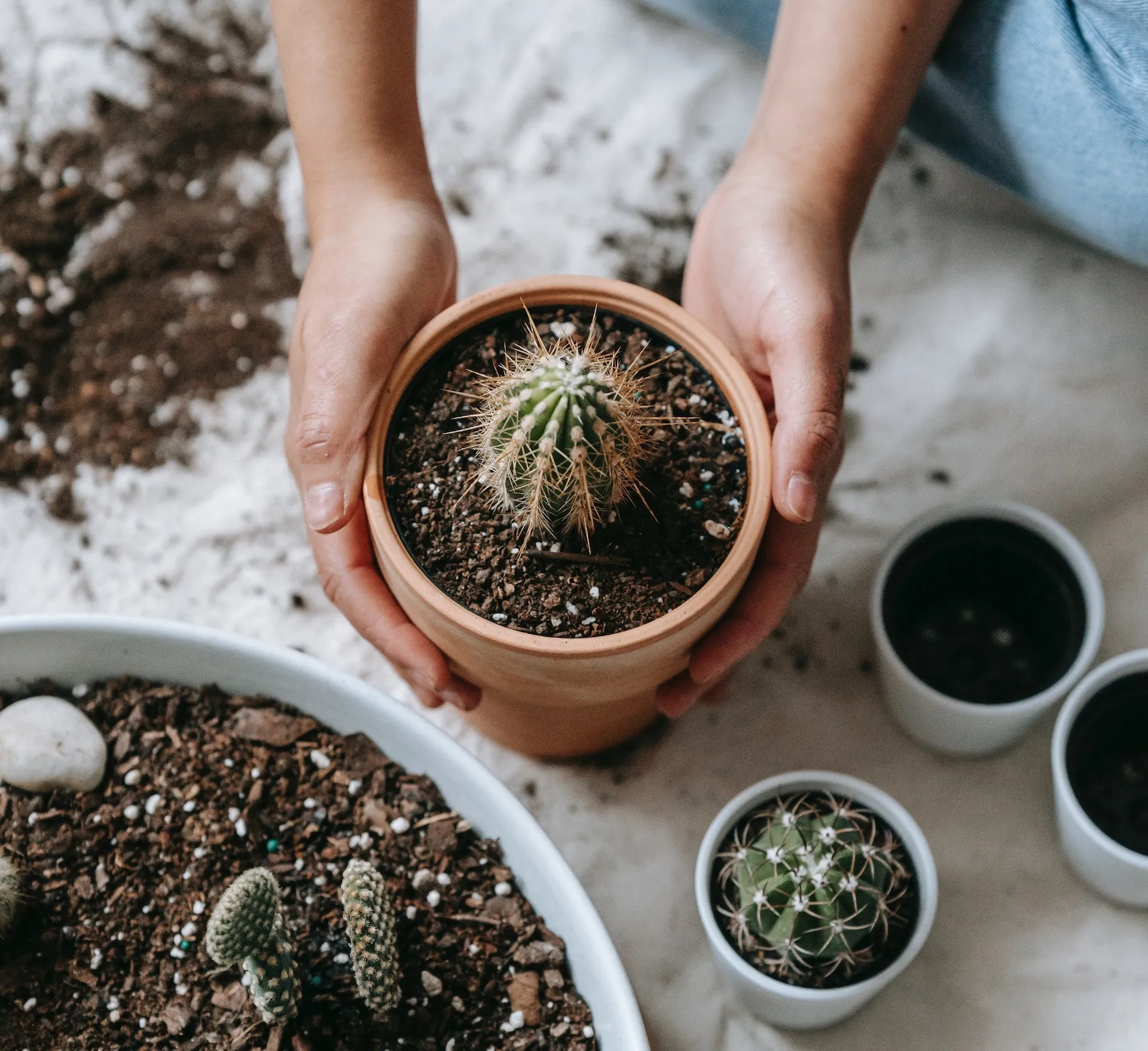 Come coltivare le piante succulente a casa