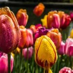 Il cambiamento climatico al Brooklyn Botanic Garden