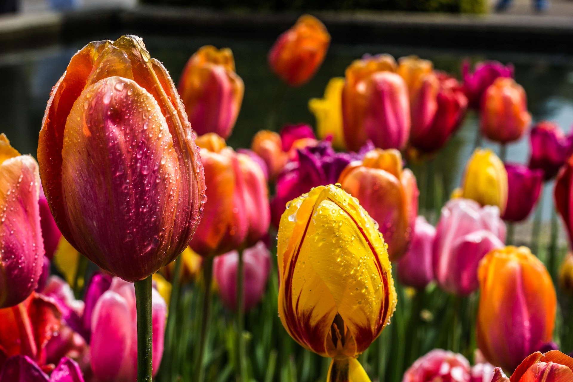 Il Brooklyn Botanic Garden riorganizza la disposizione di alberi e fiori per fronteggiare il riscaldamento globale e proteggere le piante.