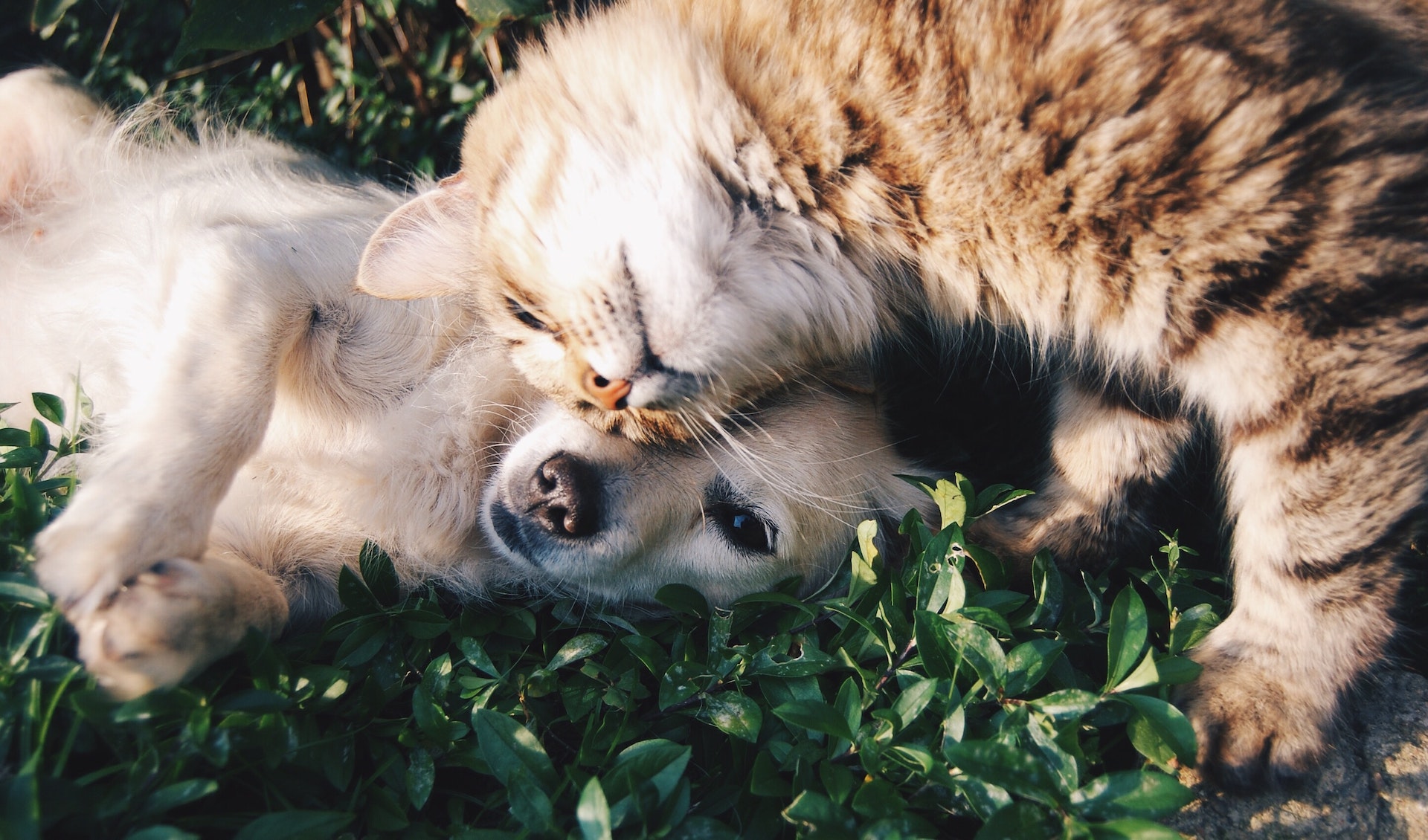 Kora è un dispositivo medico per la magnetoterapia ideato per gli animali domestici: sfrutta i campi magnetici pulsanti per alleviare i dolori.