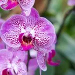 Orchidee sempre in fiore: i trucchi per l’estate