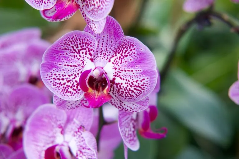 Orchidee sempre in fiore: i trucchi per l’estate