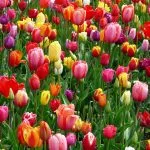 Piantare i bulbi dei tulipani: quando e come fare