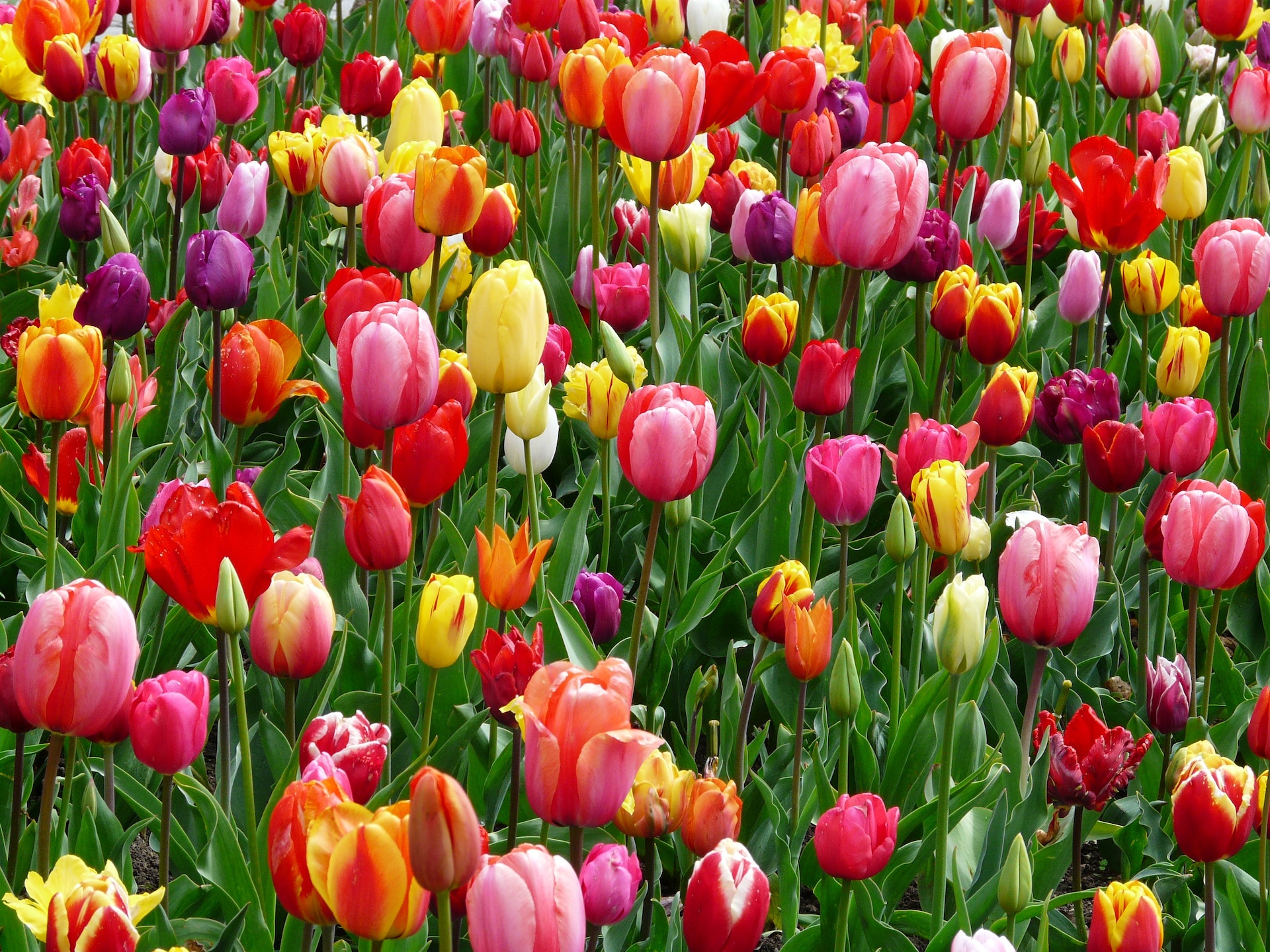 Con la sua deliziosa forma e i colori sgargianti, il tulipano è uno dei fiori prediletti per decorare balconi e giardini: come e quando piantare i bulbi.