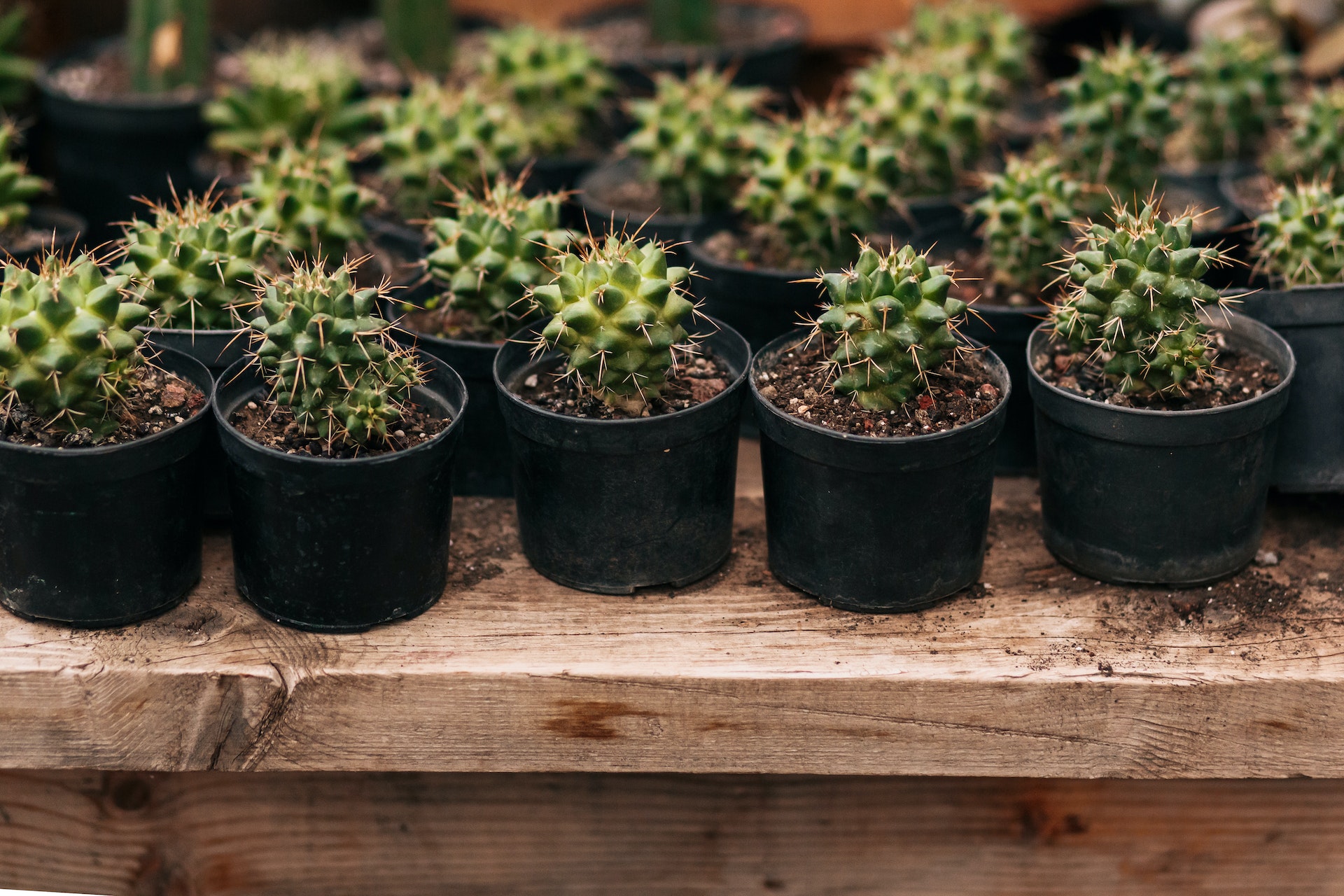 Le piante succulente sono quelle che erroneamente definiamo piante grasse: caratteristiche, ambiente ideale ed elenco delle più diffuse.