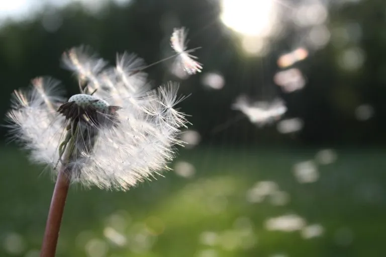 Polline e smog: il mix che causa allergie anche in chi non è allergico