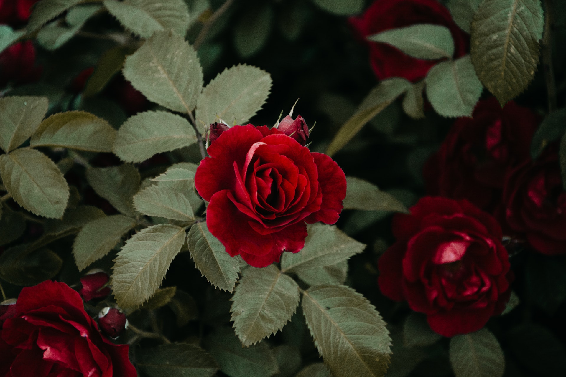 Le rose rampicanti sono meravigliose decorazioni floreali per il nostro giardino, è però importante curarle a dovere: come e quando potarle.