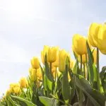 Tulipano giallo: significato, simbolismo e occasioni appropriate