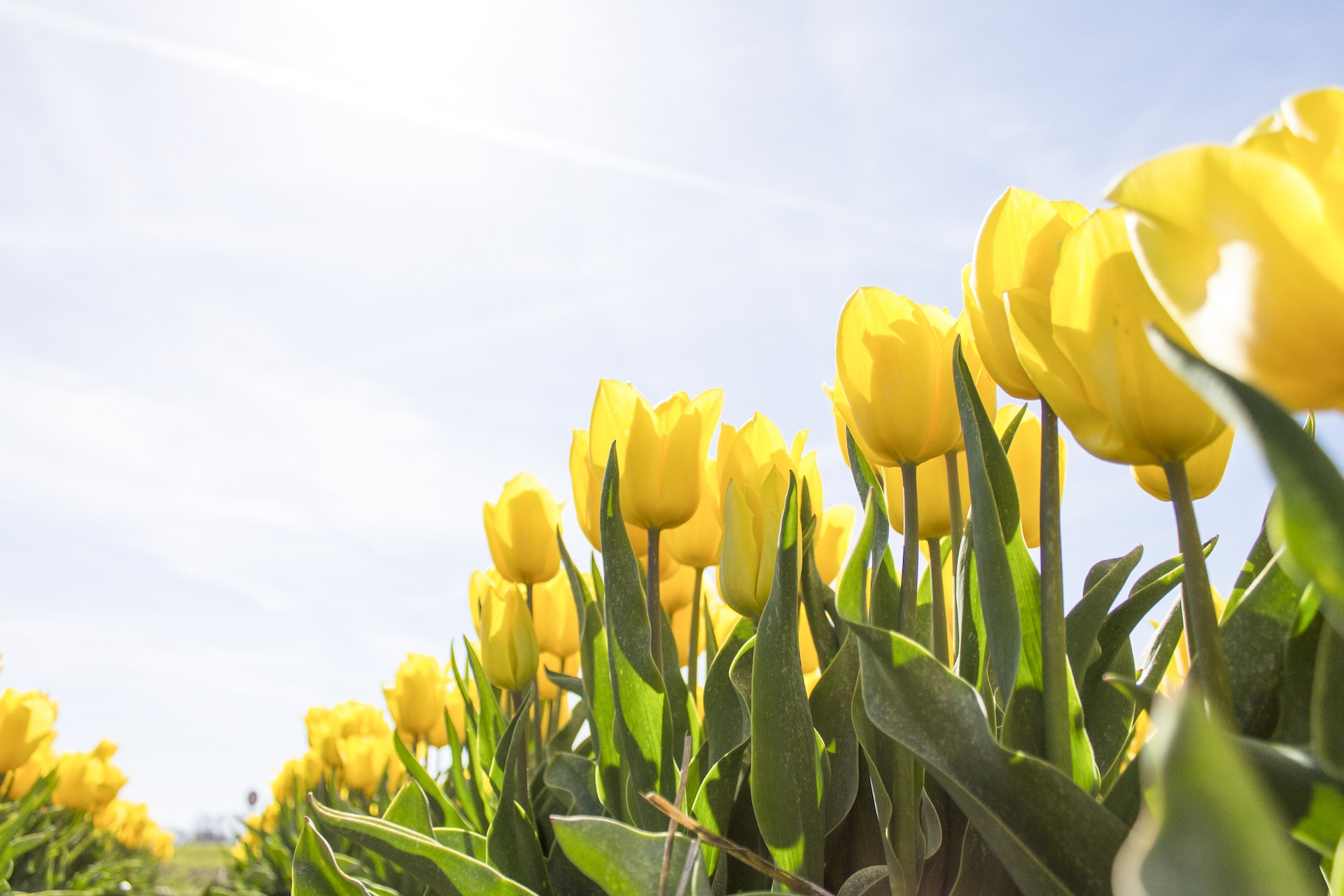 I tulipani possono avere significati diversi da luogo a luogo, e anche all'interno della stessa cultura: andiamo alla scoperta del simbolismo dei tulipani.