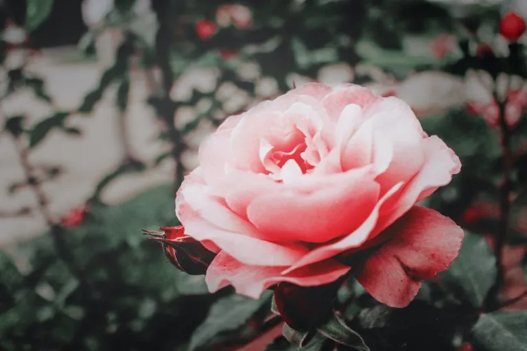 Usare la frutta per rendere le rose più forti: come fare