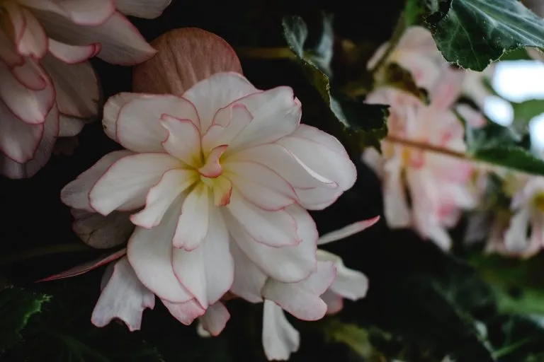 Begonia come curarla