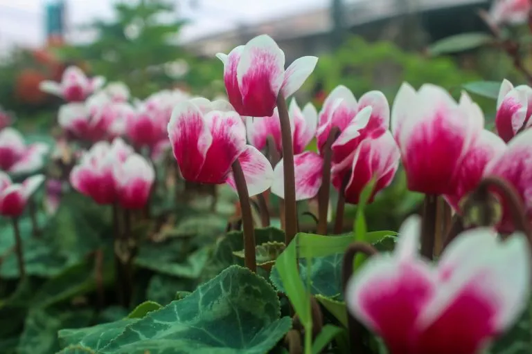 Le migliori piante da giardino resistenti al freddo