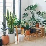 Perlite per piante: a cosa serve
