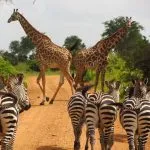 Per cosa è famosa la Tanzania: la Top 10 delle attrazioni turistiche