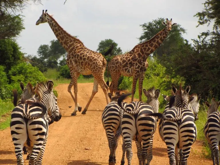 Per cosa è famosa la Tanzania: la Top 10 delle attrazioni turistiche