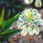 Le migliori piante grasse con fiori esterni