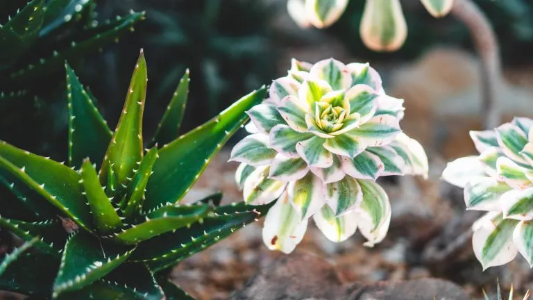 Le migliori piante grasse con fiori esterni